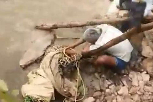 Người đàn ông trả giá đắt vì bất cẩn trong việc giải cứu báo hoa mai