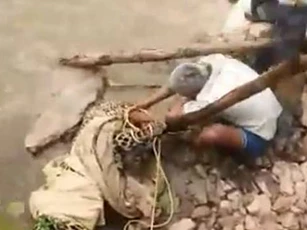 Người đàn ông trả giá đắt vì bất cẩn trong việc giải cứu báo hoa mai