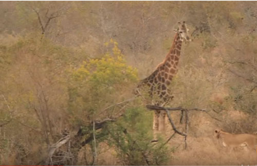 CLIP: Hươu cao cổ đá bay sư tử