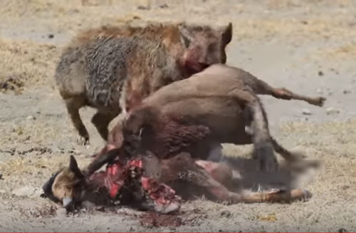 CLIP: Linh dương chết thảm dưới nanh vuốt linh cẩu