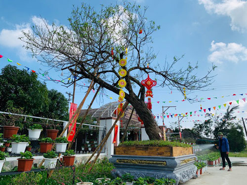 Dịch vụ thuê đào cảnh chơi Tết hút khách, có gốc giá đến 250 triệu đồng