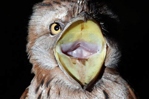 Ngắm loài “cú mèo lai gà con” siêu ngộ nghĩnh ở Australia