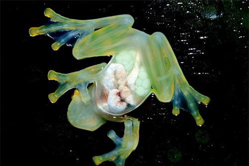 Khám phá gây 'sửng sốt' về loài ếch thủy tinh