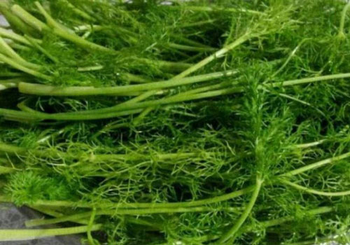 Tiếp tục ăn 4 thực phẩm sau để tế bào ung thư phải tránh xa