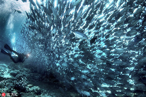 'Choáng ngợp' trước "bức tường" cá khổng lồ bủa vây thợ lặn
