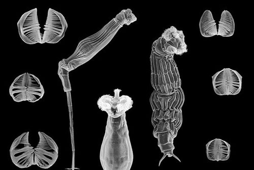 Điểm danh những loài vật kỳ dị tự chửa rồi đẻ