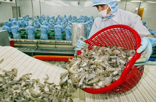 “Bắt mạch” cơ hội thị trường cho xuất khẩu tôm Việt