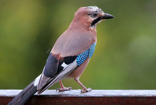 Vì sao chim không bạc lông khi già?