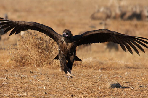 Đây là loài chim lớn nhất Việt Nam