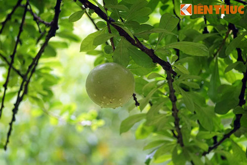 Soi cây 'đào tiên' giúp 'trường sinh bất lão' ở Việt Nam