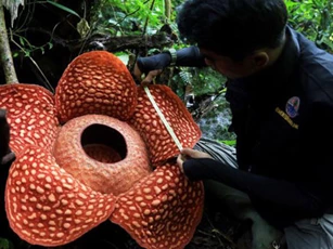 'Hoa quái vật' đơm bông giữa rừng Indonesia