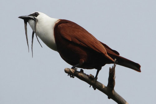 Top 10 loài động vật có ngoại hình kỳ lạ nhất Trái đất