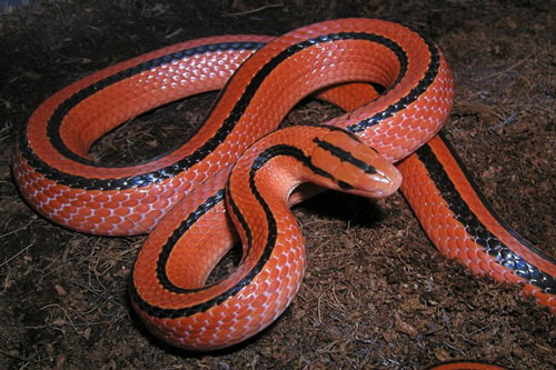 Những loài động vật đỏ rực như máu ở Việt Nam