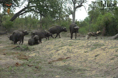 Chó hoang cả gan 'trêu chọc' trâu rừng và cái kết đắng