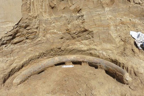 Kinh ngạc trước ngà voi ma mút “ngoại cỡ” 1 triệu năm tuổi