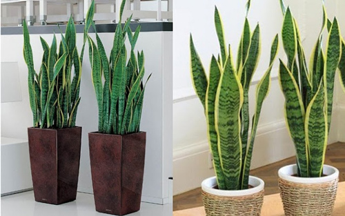 Trồng 4 loại cây này trong nhà vận nghèo đeo bám, nhất là cây thứ 2 đại kỵ