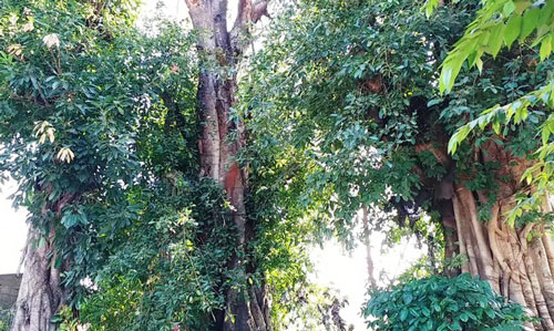 Lo sợ từng ngày bên 3 cây 'quái thú' bị bỏ rơi tại Huế