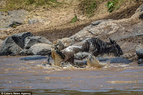 Xem linh dương đầu bò thoát chết khó tin trước hàm cá sấu