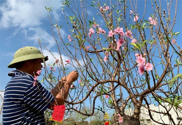 Dịch vụ thuê đào cảnh chơi Tết hút khách, có gốc giá đến 250 triệu đồng - 5