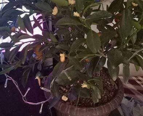 Mua quất đẹp về chưng Tết vừa trang trí xong thì phát hiện quả "không cánh mà bay" hóa ra nguyên nhân mới thật ngao ngán