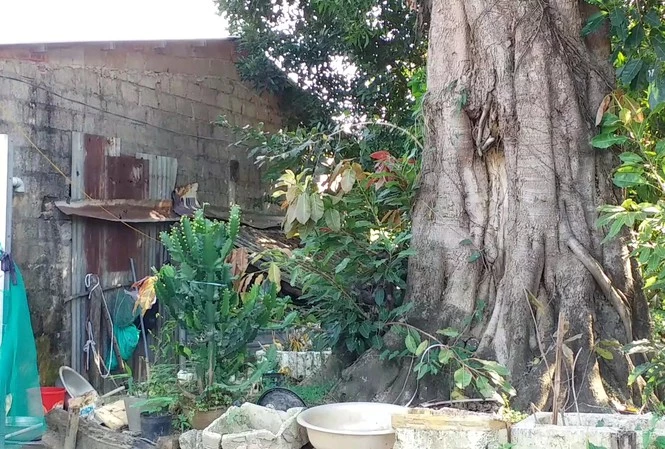 Từ chỗ cho trồng tạm, 3 cây cổ thụ khủng này bị chủ "bỏ rơi" khiến người cho mượn đất khốn khổ vì không có mặt bằng làm nhà cho con cái và sống run sợ vì lo cây đổ vào nhà mỗi ngày.