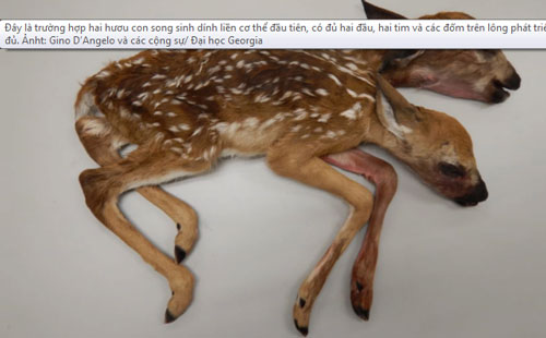 Phát hiện xác hươu hai đầu trong rừng Minesota, Mỹ