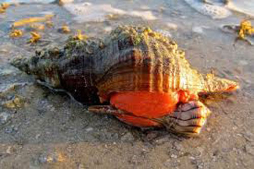 CLIP: Cận cảnh ốc biển bị tôm càng cướp mồi cực kỳ thú vị