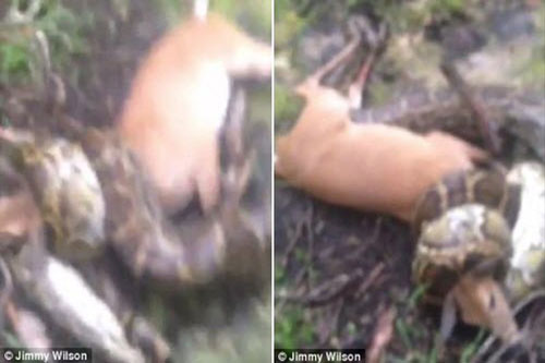 CLIP: 'Đứng tim' cảnh thợ săn giải cứu hươu khỏi trăn khổng lồ