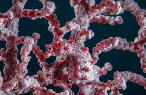 CLIP: 'Bất ngờ' với khả năng ngụy trang của loài cá ngựa nhỏ nhất thế giới