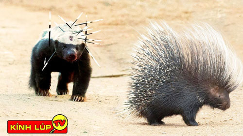  CLIP: Top 6 cuộc đối đầu "cười ra nước mắt" của nhím với các loài động vật khác 