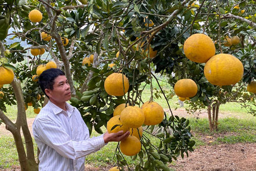 Nghệ An: Trồng 250 gốc bưởi Diễn vẫn không đủ hàng để bán, dịp Tết thu lãi trên 100 triệu đồng