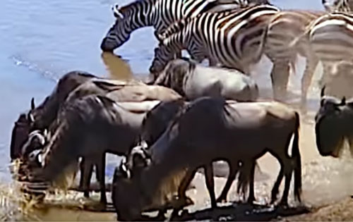 CLIP: Linh dương chết thảm khi chạm mặt cá sấu