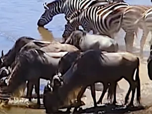 CLIP: Linh dương chết thảm khi chạm mặt cá sấu