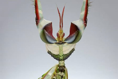 Điểm mặt 9 loài côn trùng kỳ lạ nhất hành tinh