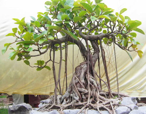 Cuối năm chớ dại mà mua loại cây này về nhà kẻo chặn cửa thần Tài, "quét sạch" vận may của cả gia đình