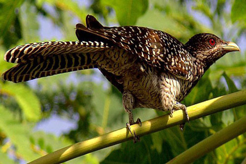 Vạch mặt loài chim “khốn nạn” nhất Việt Nam