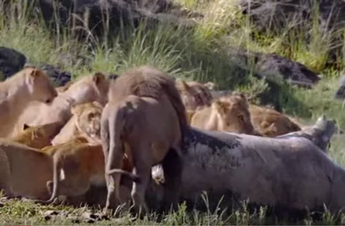 CLIP: Cá sấu cướp mồi của đàn sư tử và cái kết