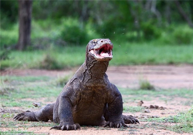 Cuoc chien tranh moi dam mau cua rong Komodo-Hinh-10