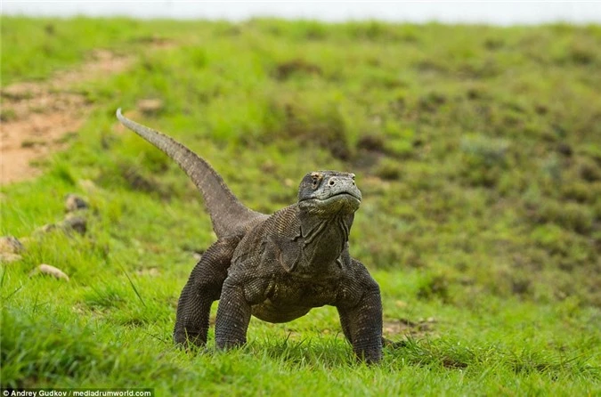 Cuoc chien tranh moi dam mau cua rong Komodo-Hinh-11