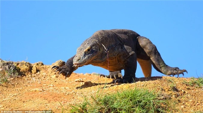 Cuoc chien tranh moi dam mau cua rong Komodo-Hinh-12