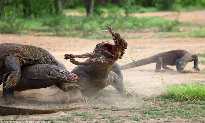 Cuoc chien tranh moi dam mau cua rong Komodo-Hinh-3