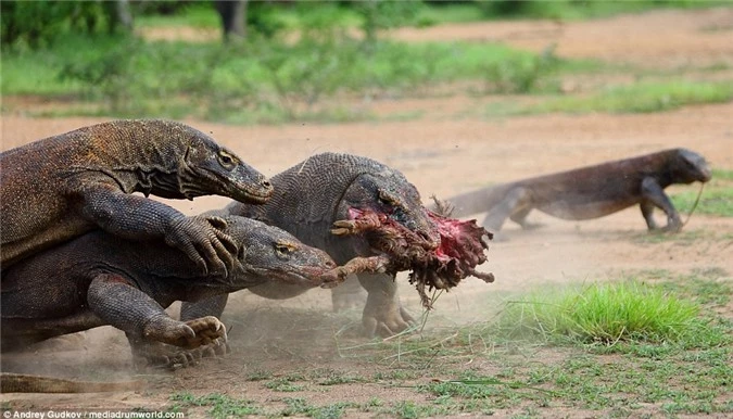 Cuoc chien tranh moi dam mau cua rong Komodo-Hinh-4