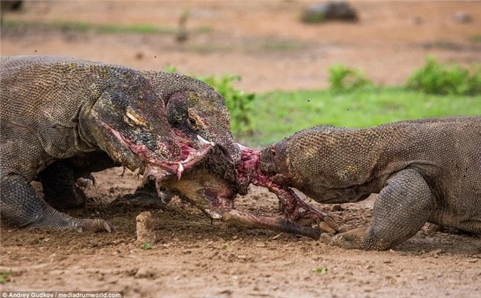 Cuoc chien tranh moi dam mau cua rong Komodo-Hinh-5