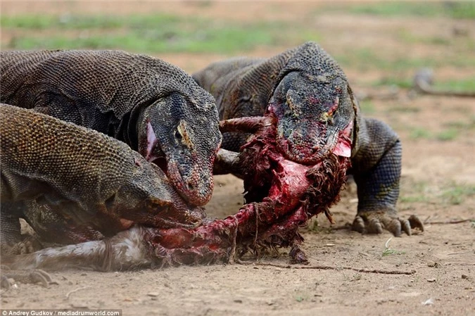 Cuoc chien tranh moi dam mau cua rong Komodo-Hinh-6