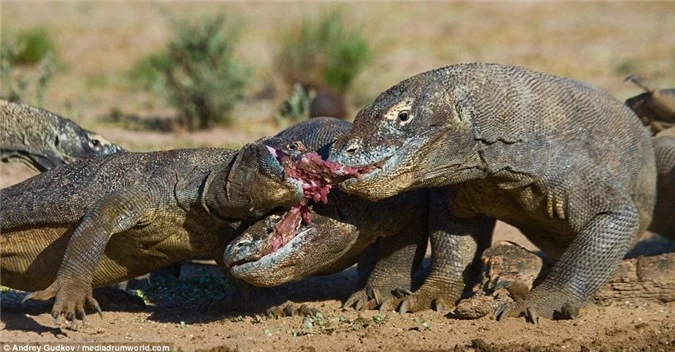 Cuoc chien tranh moi dam mau cua rong Komodo-Hinh-7