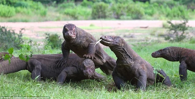 Cuoc chien tranh moi dam mau cua rong Komodo-Hinh-9