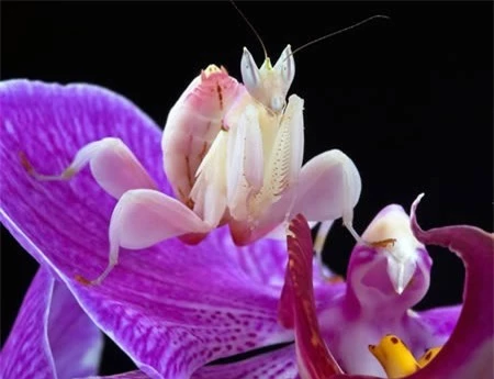 Bọ ngựa phong lan (Hymenopus coronatu), hay còn gọi là bọ ngựa Orchid, là một loài bọ ngựa được tìm thấy ở Malaysia và Indonesia. Màu sắc của loài này giống như hoa phong lan. Nhờ đặc điểm này, chúng thường ngụy trang trong cây phong lan để săn bắt mồi.