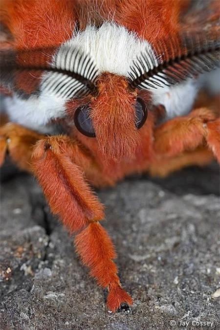 Còn được gọi là “sâu bướm Robin” sâu bướm Cecropia là loài sâu bướm lớn nhất được tìm thấy ở Bắc Mỹ,thường có một sải cánh trải dài đến gần 16cm. Chúng phân bố rộng khắp toàn bộ phía đông hai phần ba của châu lục này cho đến vùng núi Rocky. Chúng là thành viên trong gia đình loài Saturniidae, hoặc sâu bướm lụa khổng lồ. Ấu trùng của loài này thường được tìm thấy trên những cây gỗ thích, nhưng chúng lại ăn quả anh đào dại và cây Bạch Dương trong số nhiều loại cây khác.