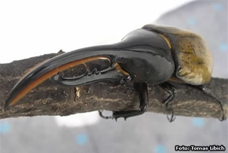 Bọ cánh cứng tê giác ( Hercules Beetle) sống ở Nam Mỹ. Chúng có thể phát triển đến 15 cm ( tính cả phần sừng). Nhờ sở hữu lớp vỏ rất cứng, nên loài bọ này có thể mang một vật nặng gấp 850 lần so với trọng lượng của chúng. Loài này khá hiền, và chỉ ăn thực vật. Thỉnh thoảng, con đực đánh nhau với con cái để yêu cầu giao phối.