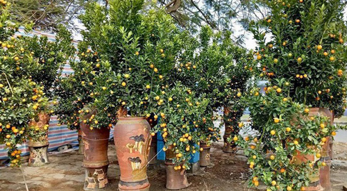 Tết Canh Tý 2020: Quất tăng giá, đào giảm mạnh, hoa nhập khẩu hút khách